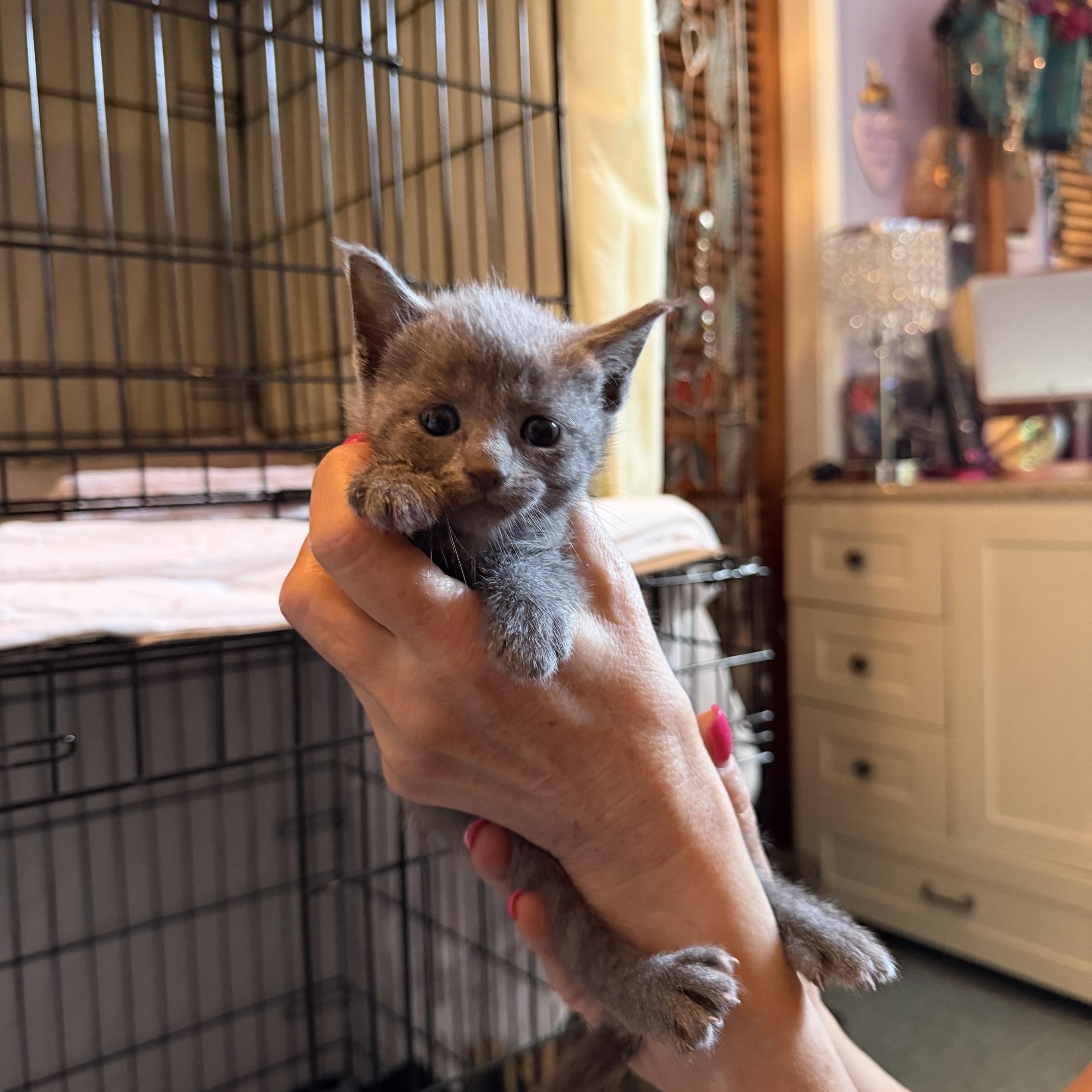 Enlarge Luna, a ADOPTABLE Domestic Short Hair in Boston, MA image 1/1