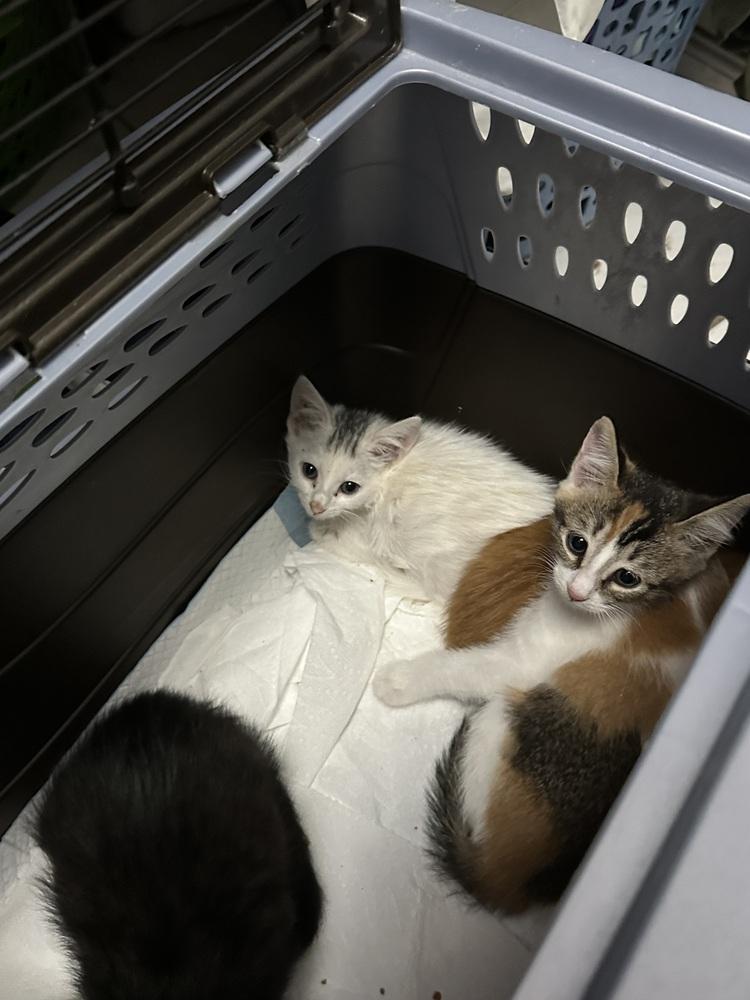 Enlarge Moe, a Adoptable Domestic Short Hair in Saint Augustine, FL image 1/2