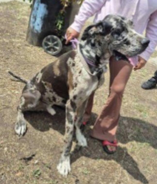 Desi, Adoptable, Young Male Great Dane.