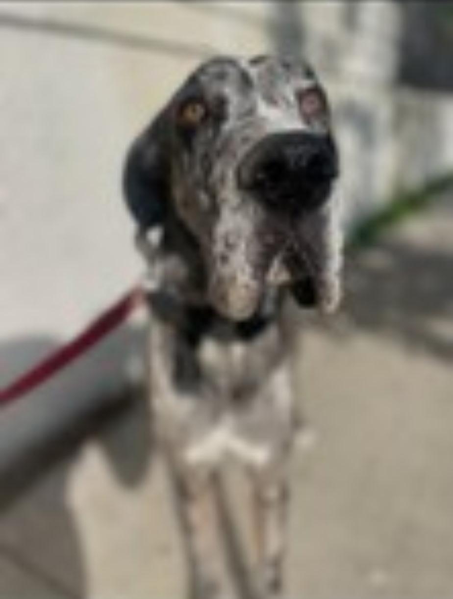 Desi, a Adoptable Great Dane in Los Angeles, CA image 2/4