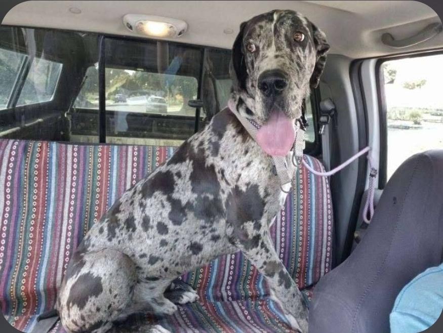 Desi, a Adoptable Great Dane in Los Angeles, CA image 4/4