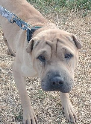 Bubba, Adoptable, Adult Male Shar-Pei.