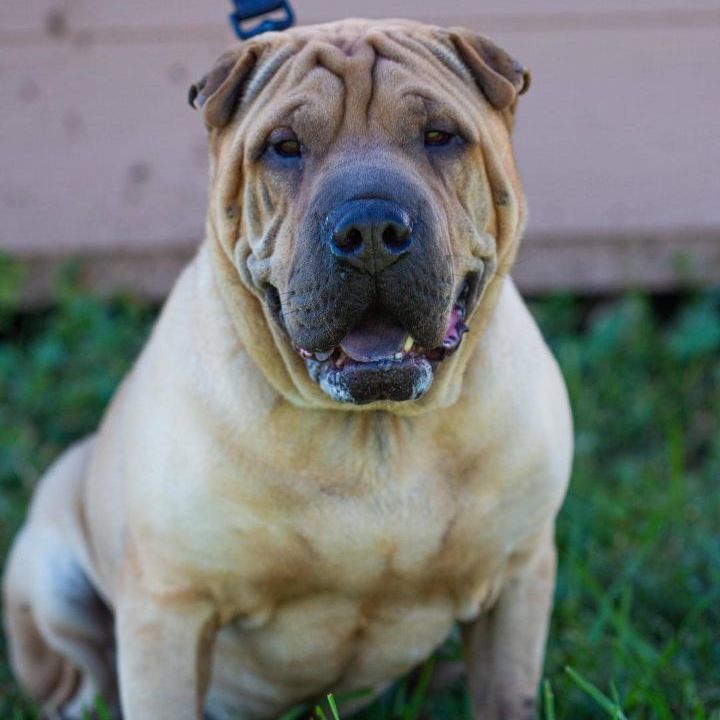 Bubba, a Adoptable Shar-Pei in Millville, UT image 2/5