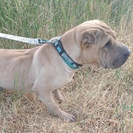 Bubba, a Adoptable Shar-Pei in Millville, UT image 3/5
