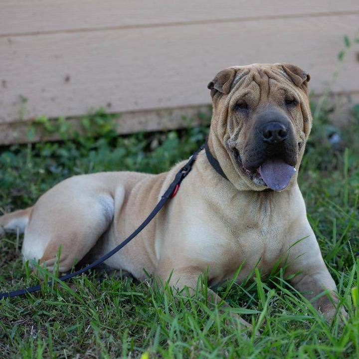 Bubba, a Adoptable Shar-Pei in Millville, UT image 4/5