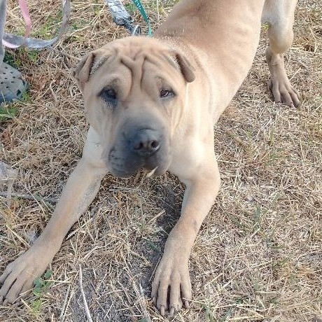 Bubba, a Adoptable Shar-Pei in Millville, UT image 5/5
