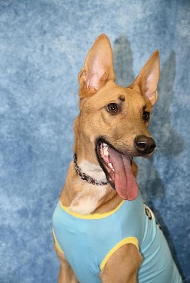 Scat — thumbnail 2