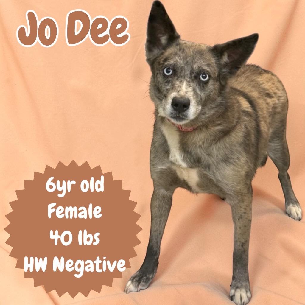 Jo Dee, Adoptable, Adult Female Australian Shepherd.