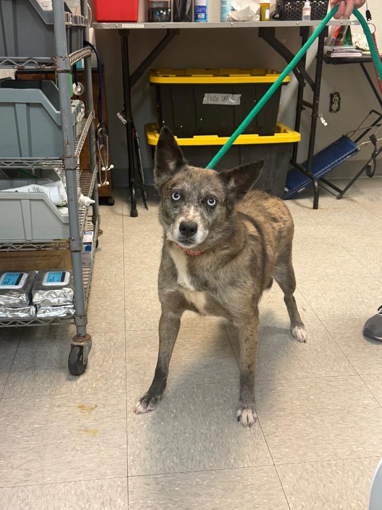 Jo Dee, a Adoptable mixed breed in Sorrento, LA image 2/2