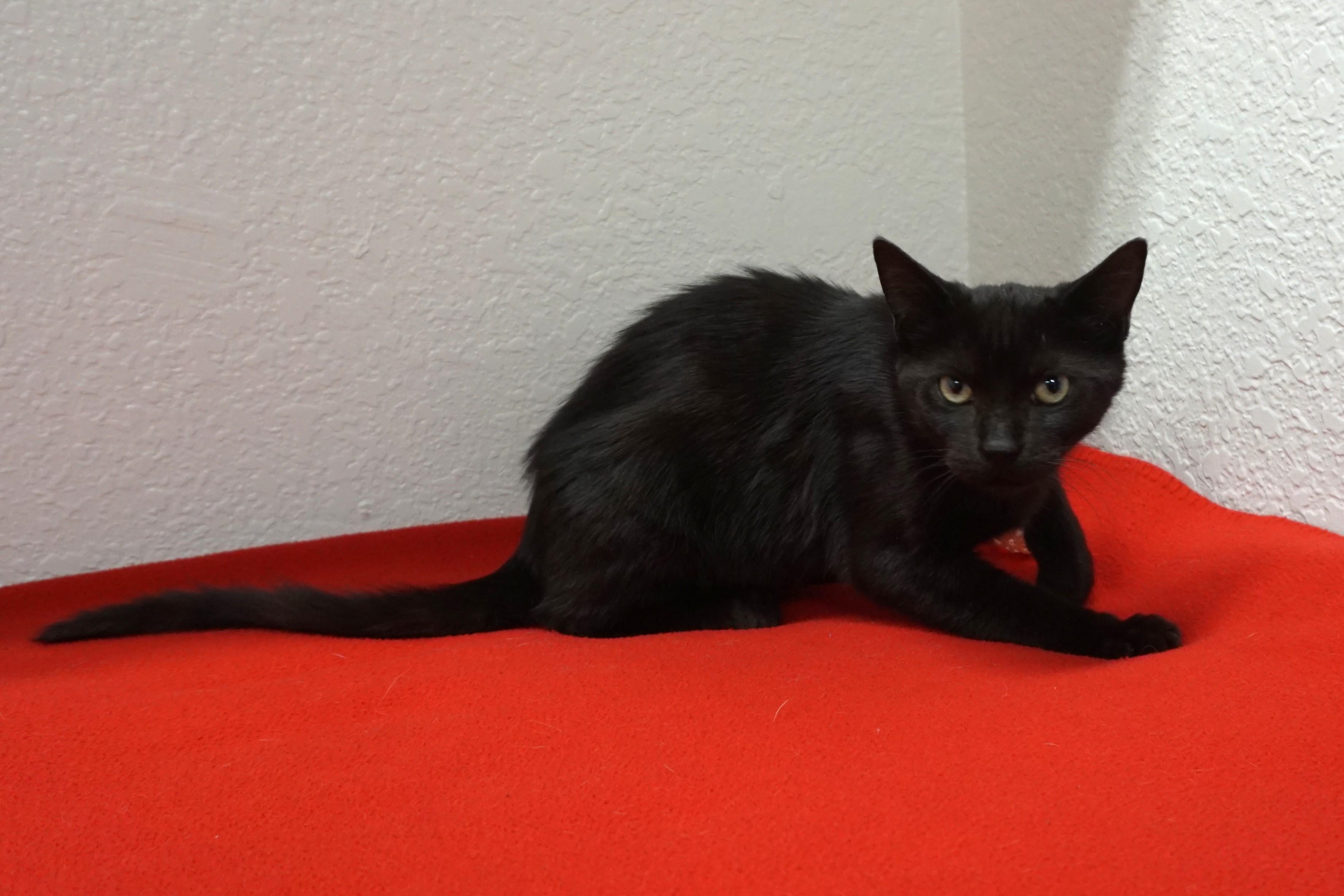 Enlarge Anonymoose, an adopted Domestic Short Hair in Fountain Hills, AZ image 2/4