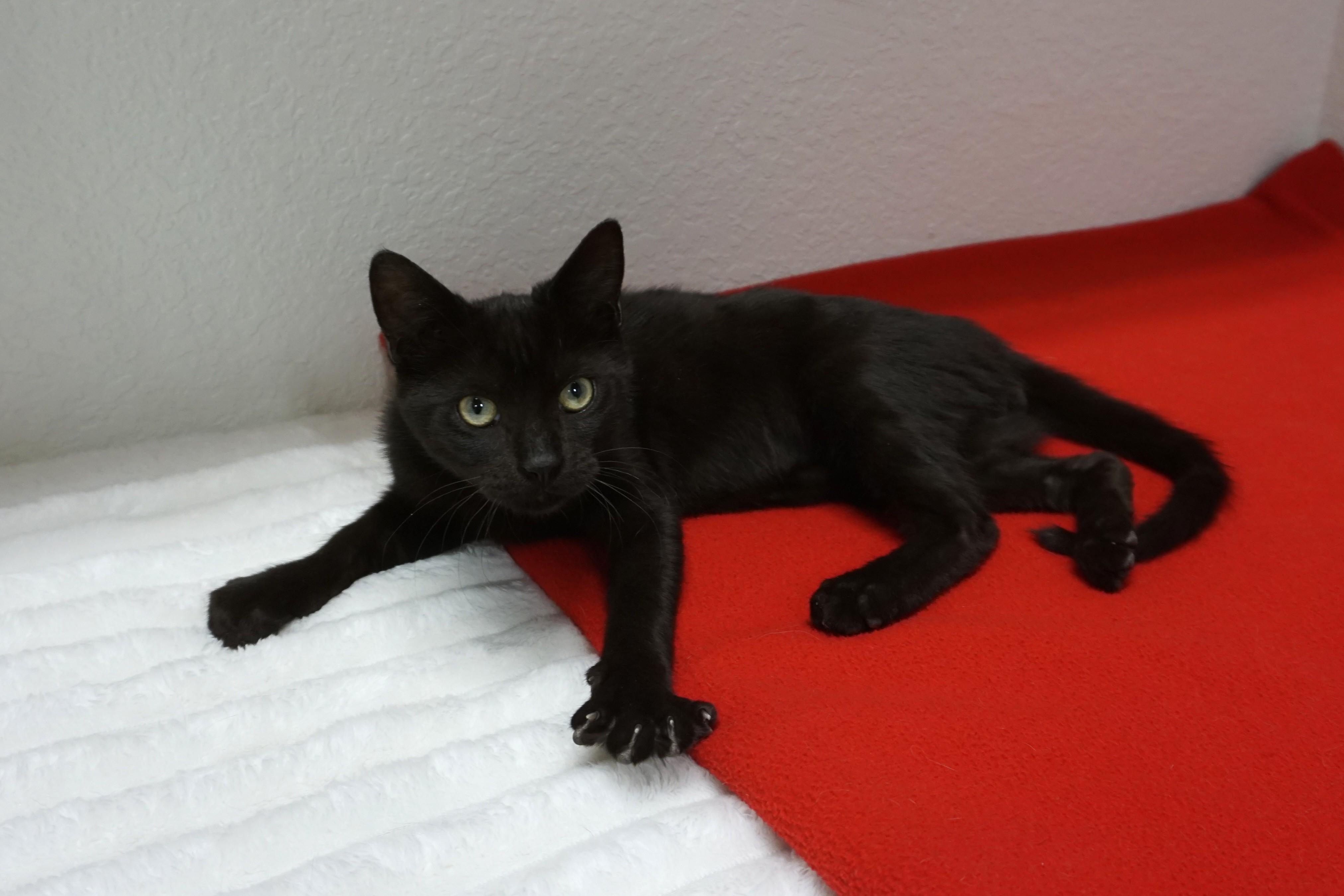 Enlarge Anonymoose, an adopted Domestic Short Hair in Fountain Hills, AZ image 4/4