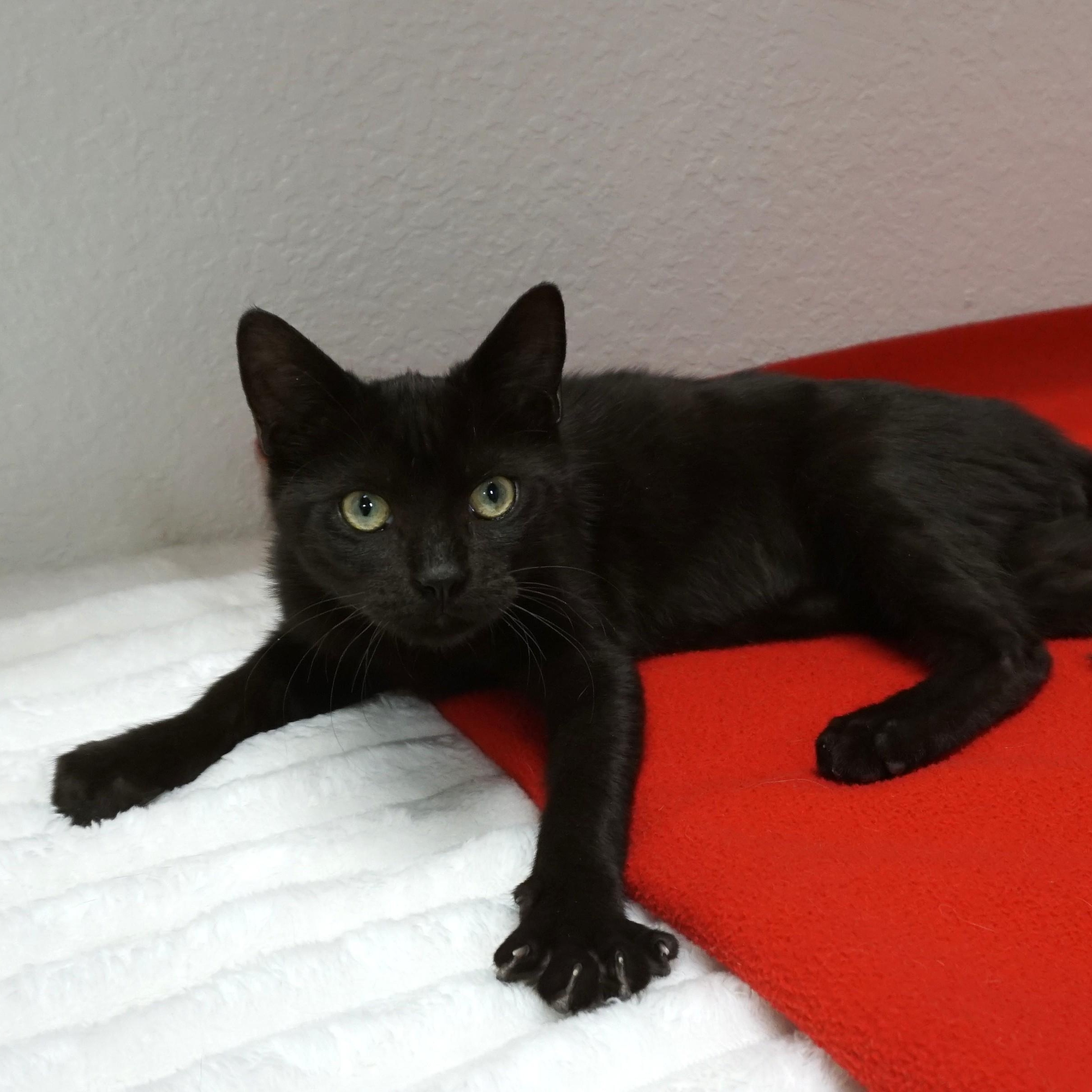 Enlarge Anonymoose, an adopted Domestic Short Hair in Fountain Hills, AZ image 1/4