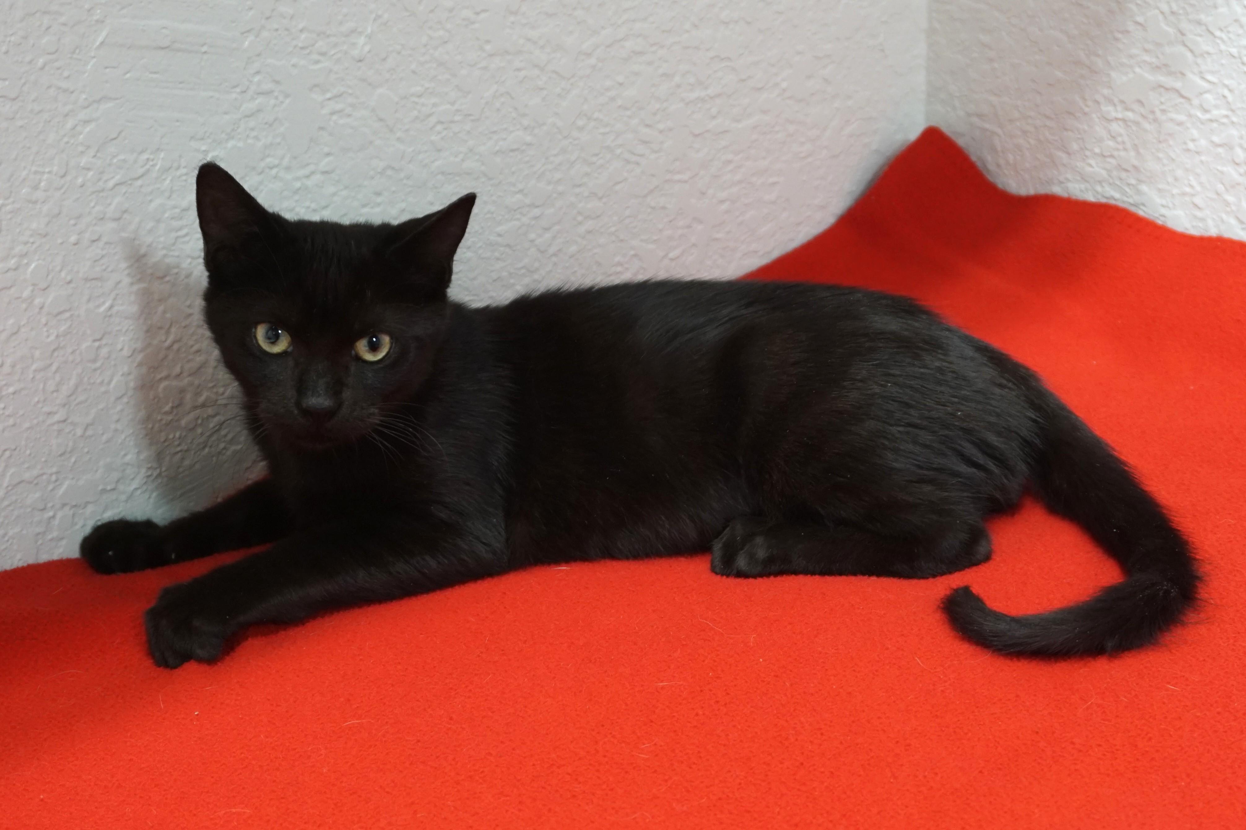 Enlarge Anonymoose, an adopted Domestic Short Hair in Fountain Hills, AZ image 3/4