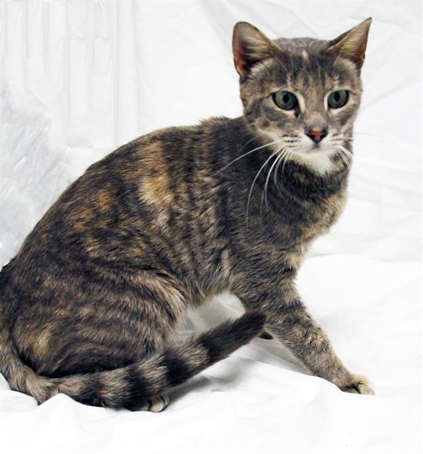 Enlarge CAKES, a Adoptable Domestic Medium Hair in Winter Haven, FL image 1/1