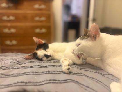 Peach, Adoptable, Young Female Domestic Short Hair & Domestic Short Hair.