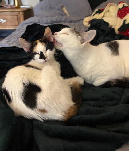 Peach, a Adoptable Domestic Short Hair in Montreal, QC image 2/3