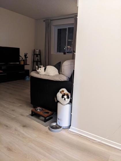 Peach, a Adoptable Domestic Short Hair in Montreal, QC image 3/3