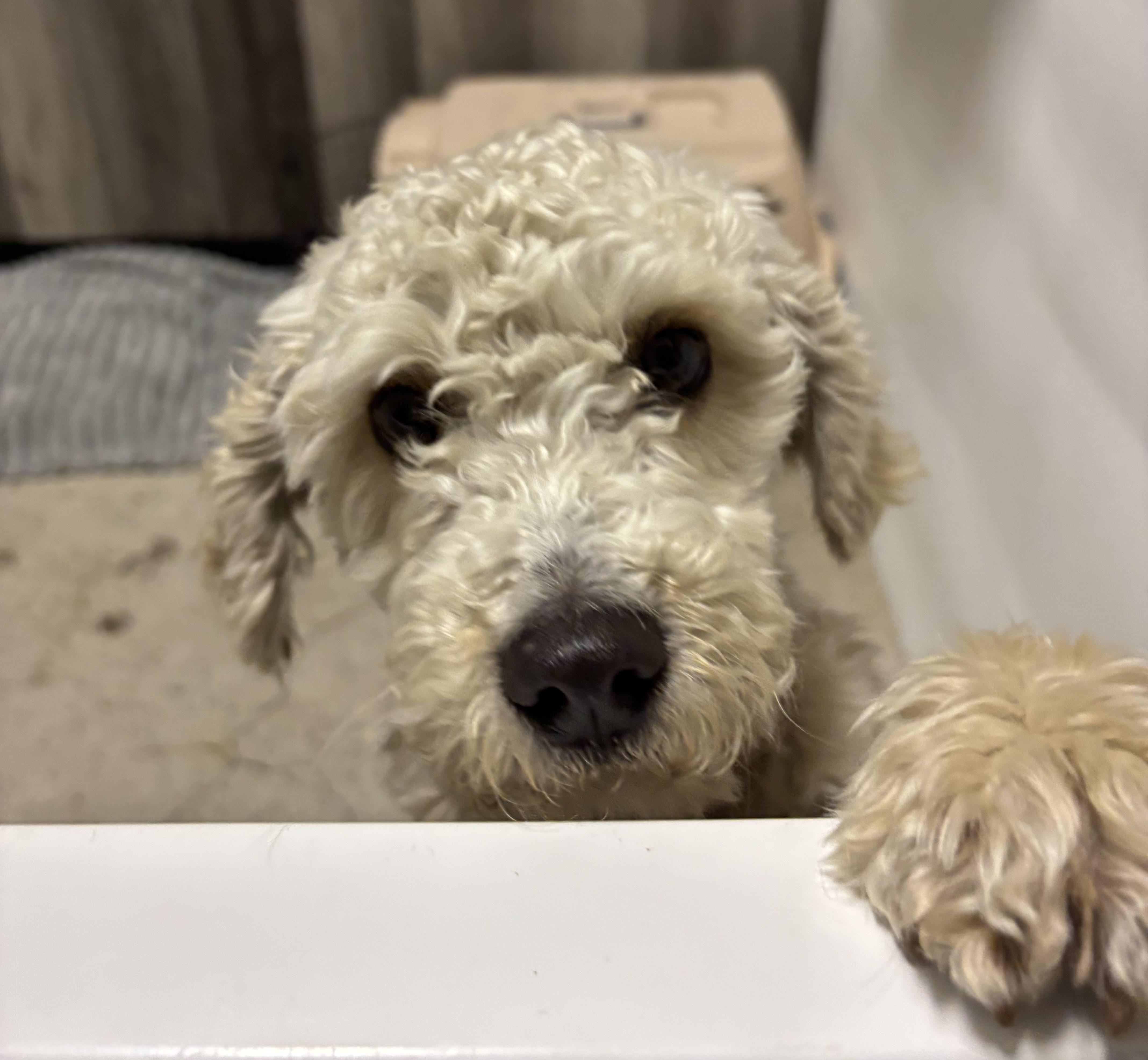 Georgie, adopted, Young Male Miniature Poodle.