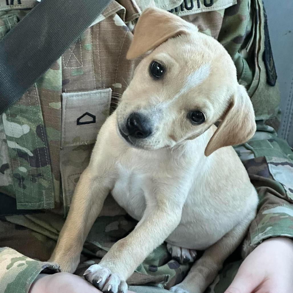 Louise, Adoptable, Puppy Female Yellow Labrador Retriever.