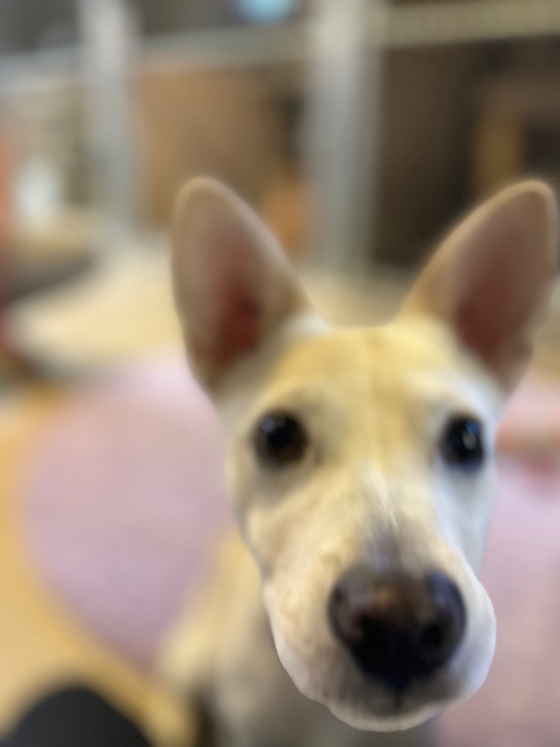 Wyatt, a Adoptable mixed breed in Phoenix, AZ image 2/6