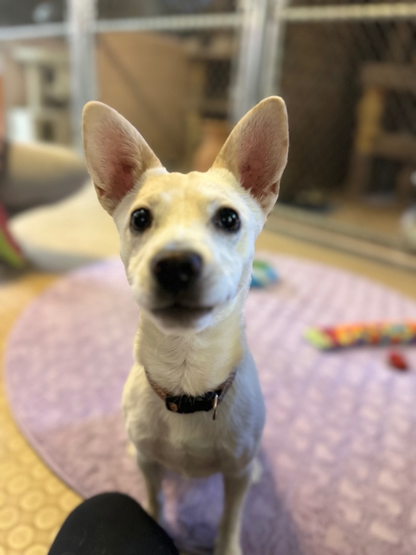 Wyatt, a Adoptable mixed breed in Phoenix, AZ image 3/6