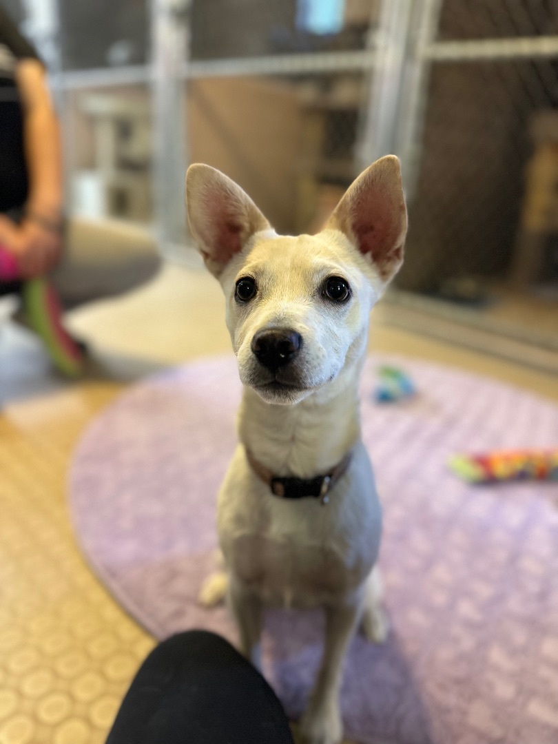 Wyatt, a Adoptable mixed breed in Phoenix, AZ image 4/6