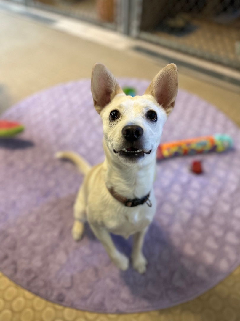 Wyatt, Adoptable, Adult Male Terrier.
