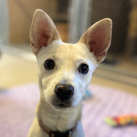 Wyatt, a Adoptable mixed breed in Phoenix, AZ image 5/6