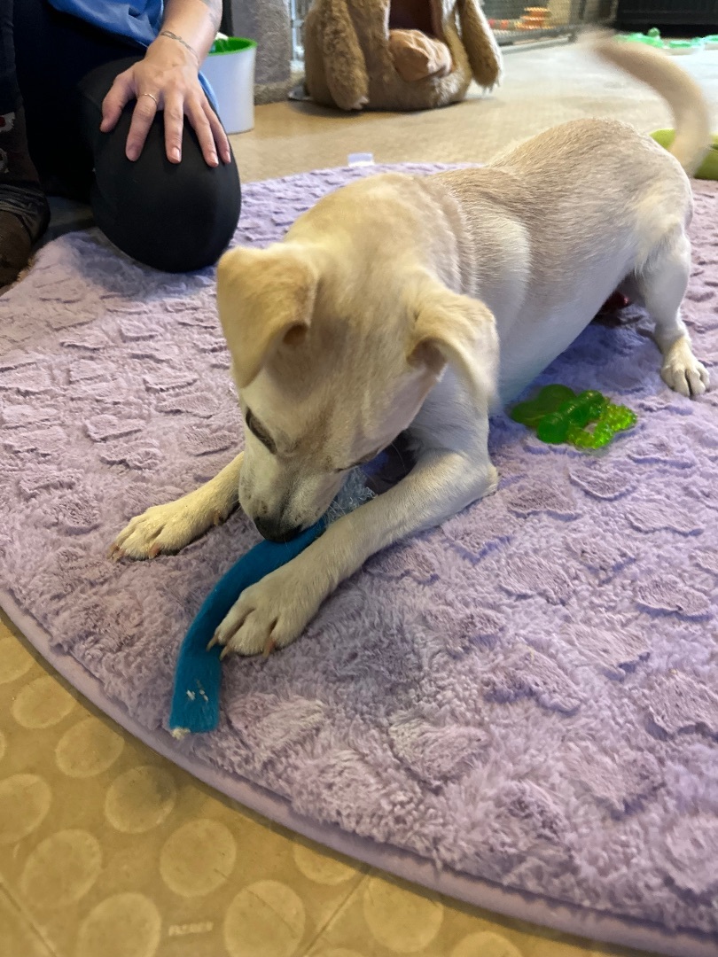 Wyatt, a Adoptable mixed breed in Phoenix, AZ image 6/6