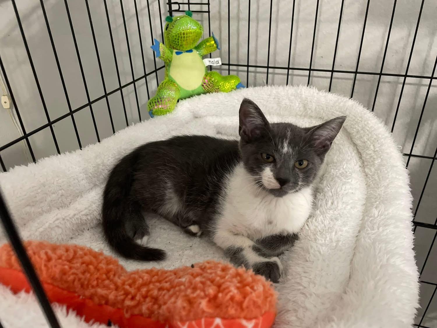 Enlarge Chaney OR14196-T, an adopted Domestic Short Hair in Beaverton, OR image 2/2