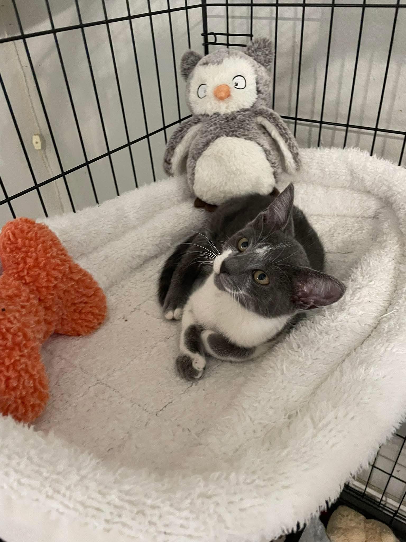 Enlarge Chaney OR14196-T, an adopted Domestic Short Hair in Beaverton, OR image 1/2