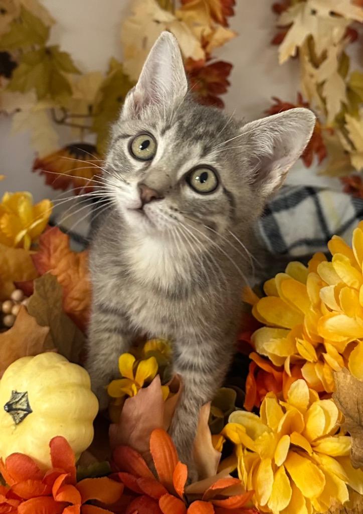 Enlarge 8/16/25 - Steve, a Adoptable mixed breed in Stillwater, OK image 1/1