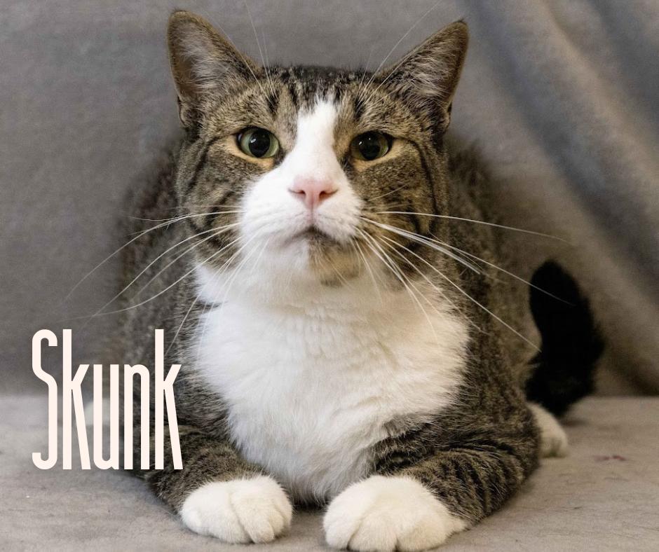 Skunk