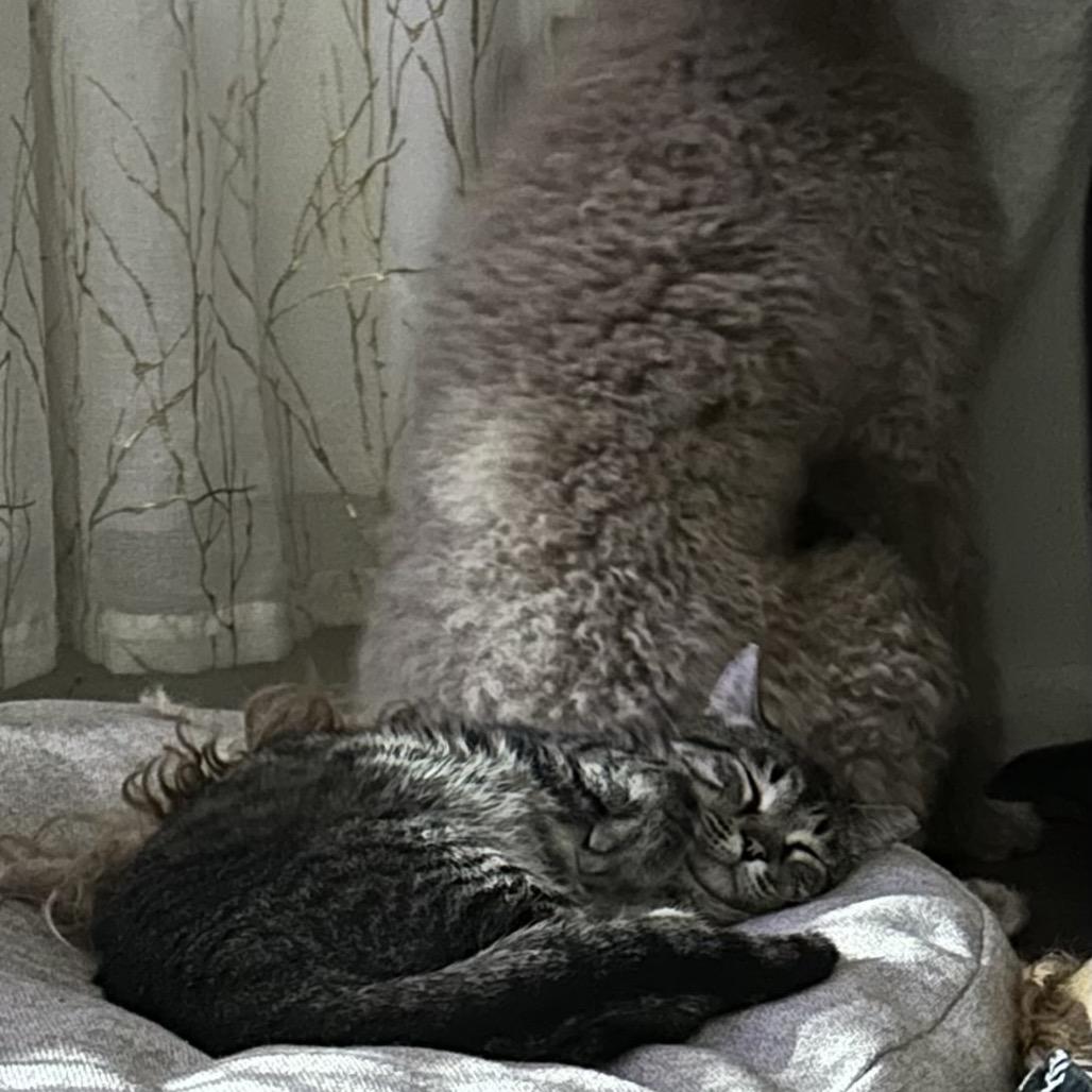 Enlarge Gilbert Medina, a Adoptable Domestic Medium Hair in Eagle Mountain, UT image 1/2