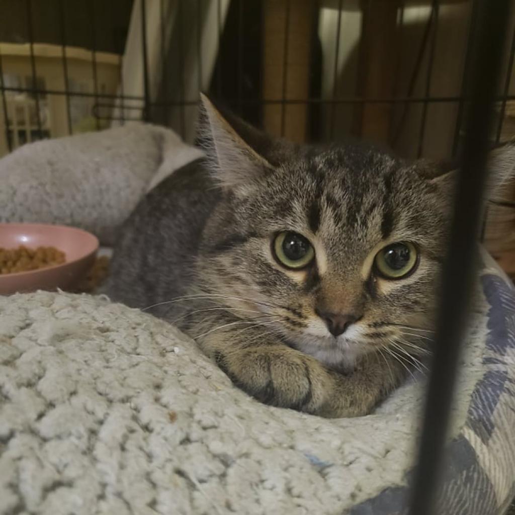 Enlarge Gilbert Medina, a Adoptable Domestic Medium Hair in Eagle Mountain, UT image 2/2