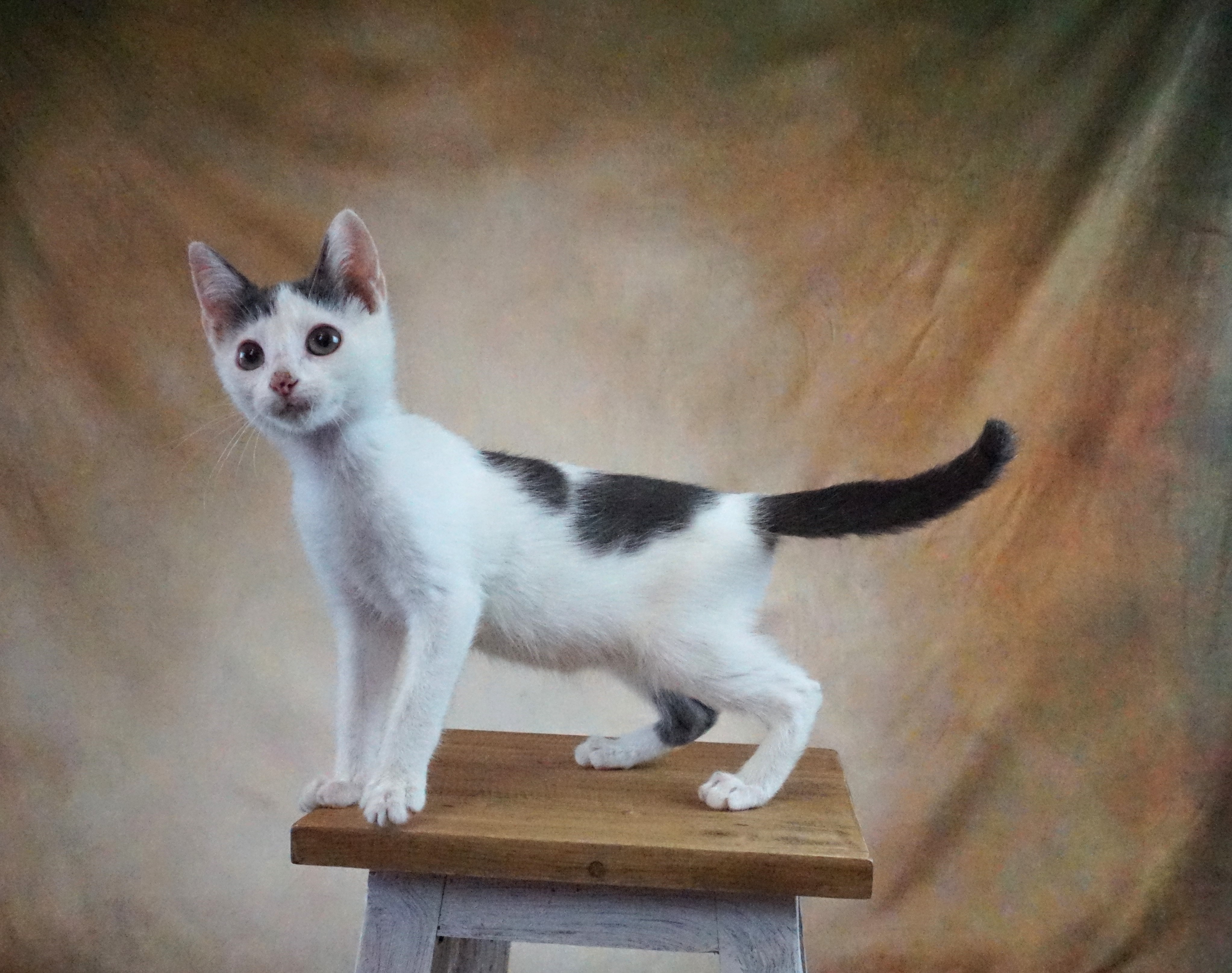 Cat for adoption FALCON FABULOUS BOY, a Domestic Short Hair in