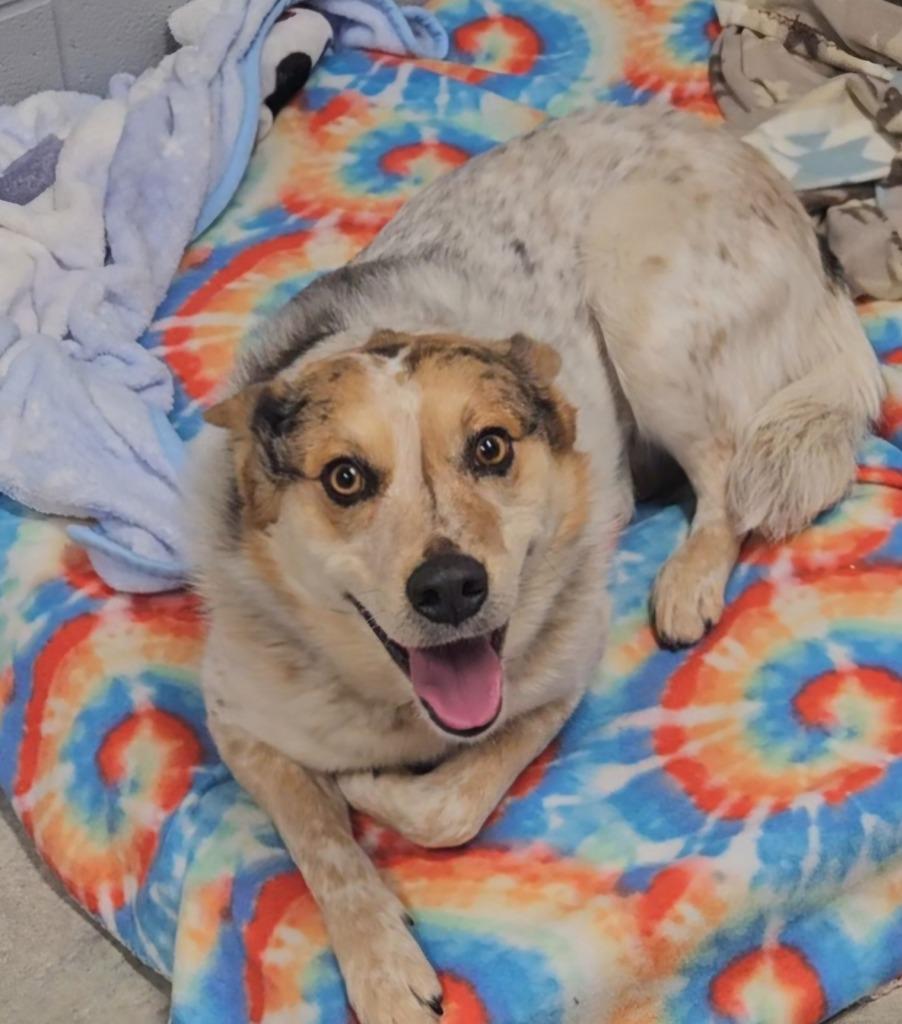 Enlarge ODIN, a Adoptable mixed breed in Nevada, MO image 1/1