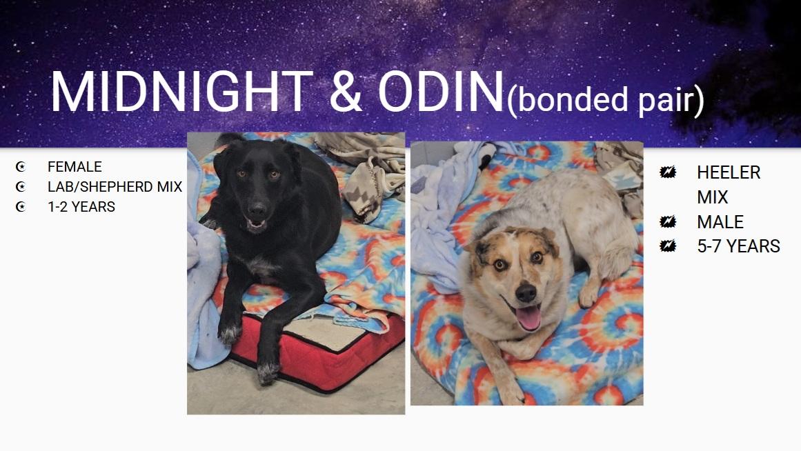 ODIN & MIDNIGHT