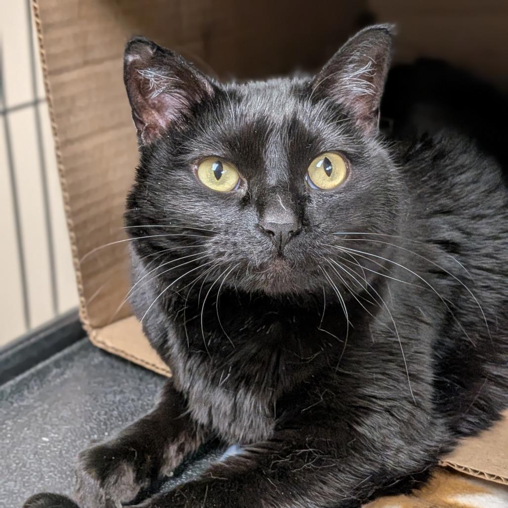 Gia, Adoptable, Adult Female Domestic Short Hair.
