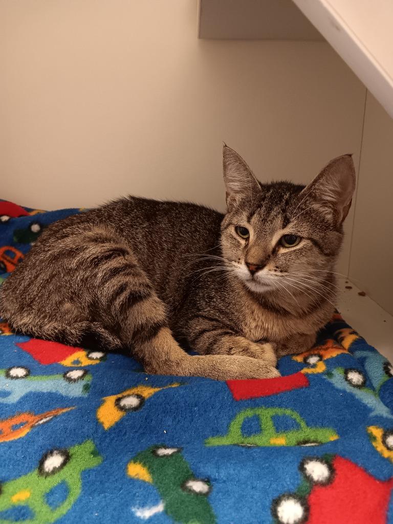 Dally, Adoptable, Young Female Domestic Short Hair.