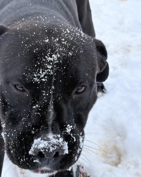 Enlarge Piggly, a Adoptable Pit Bull Terrier in Ogdensburg, NY image 1/3
