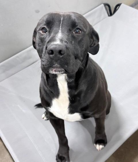 Enlarge Piggly, a Adoptable Pit Bull Terrier in Ogdensburg, NY image 2/3