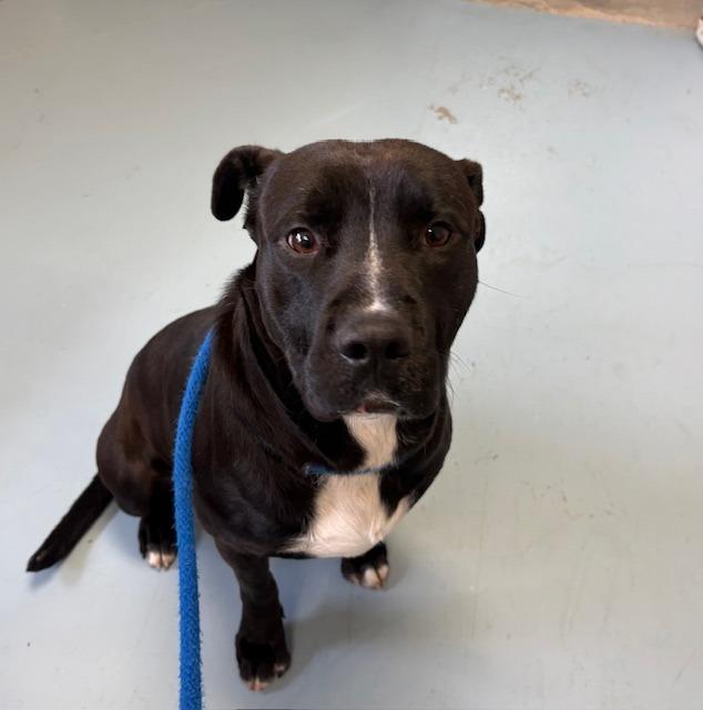 Enlarge Piggly, a Adoptable Pit Bull Terrier in Ogdensburg, NY image 3/3