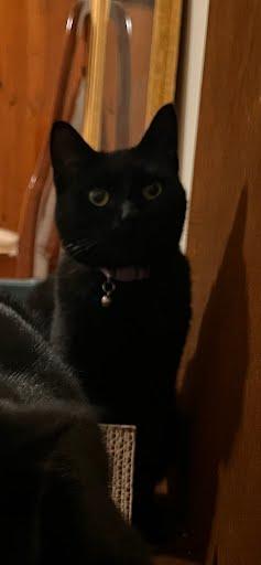 Enlarge CHLOE, a Adoptable American Shorthair in Troy, NY image 1/4