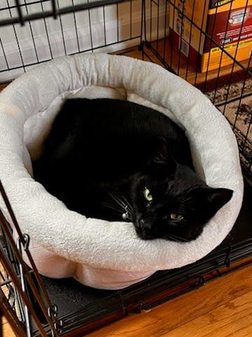 Enlarge CHLOE, a Adoptable American Shorthair in Troy, NY image 2/4