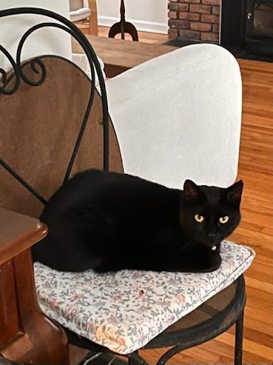 Enlarge CHLOE, a Adoptable American Shorthair in Troy, NY image 3/4