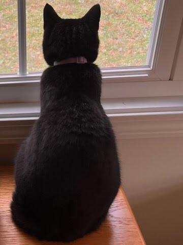 Enlarge CHLOE, a Adoptable American Shorthair in Troy, NY image 4/4