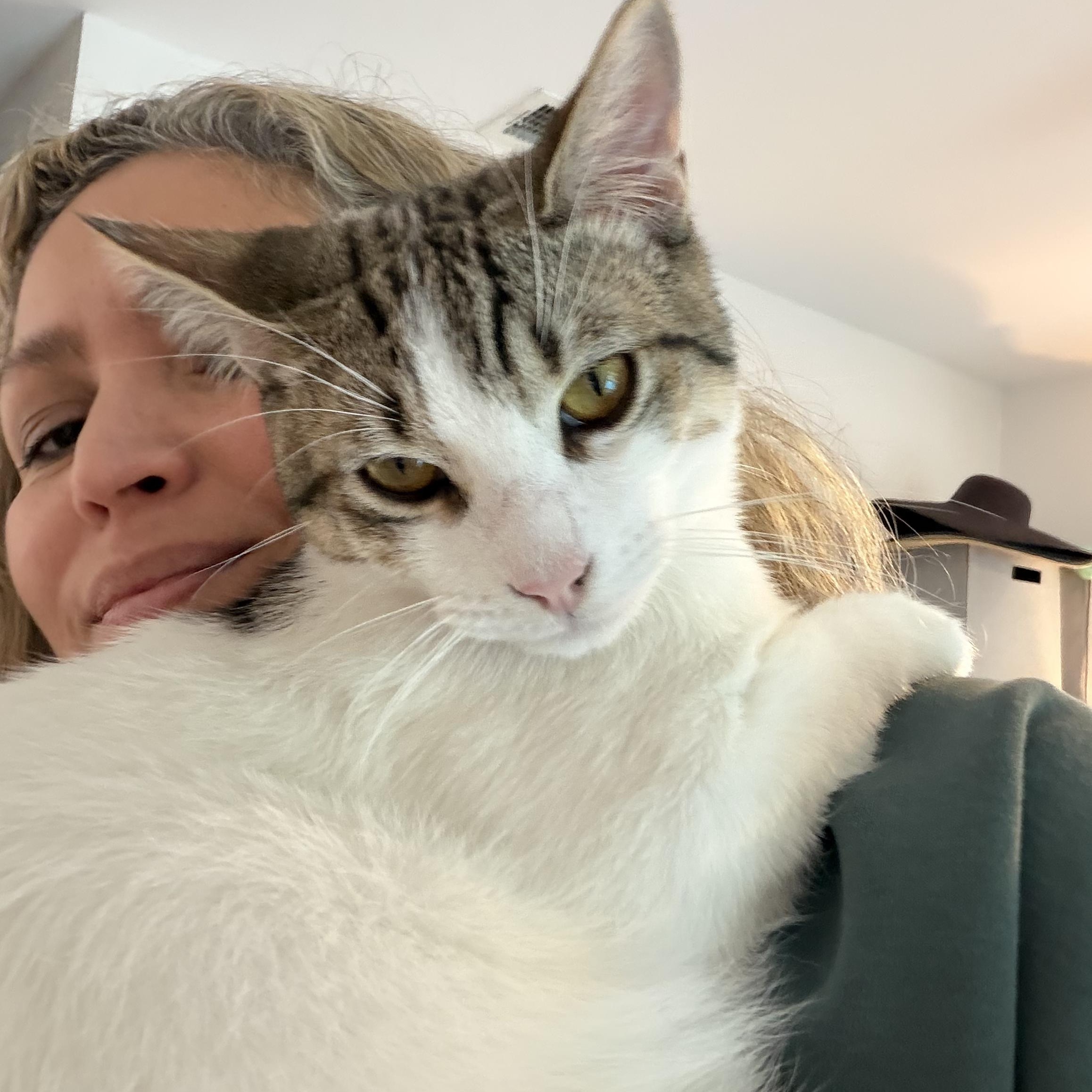 Enlarge Pepperpot, a ADOPTABLE Tabby in Los Angeles, CA image 1/6