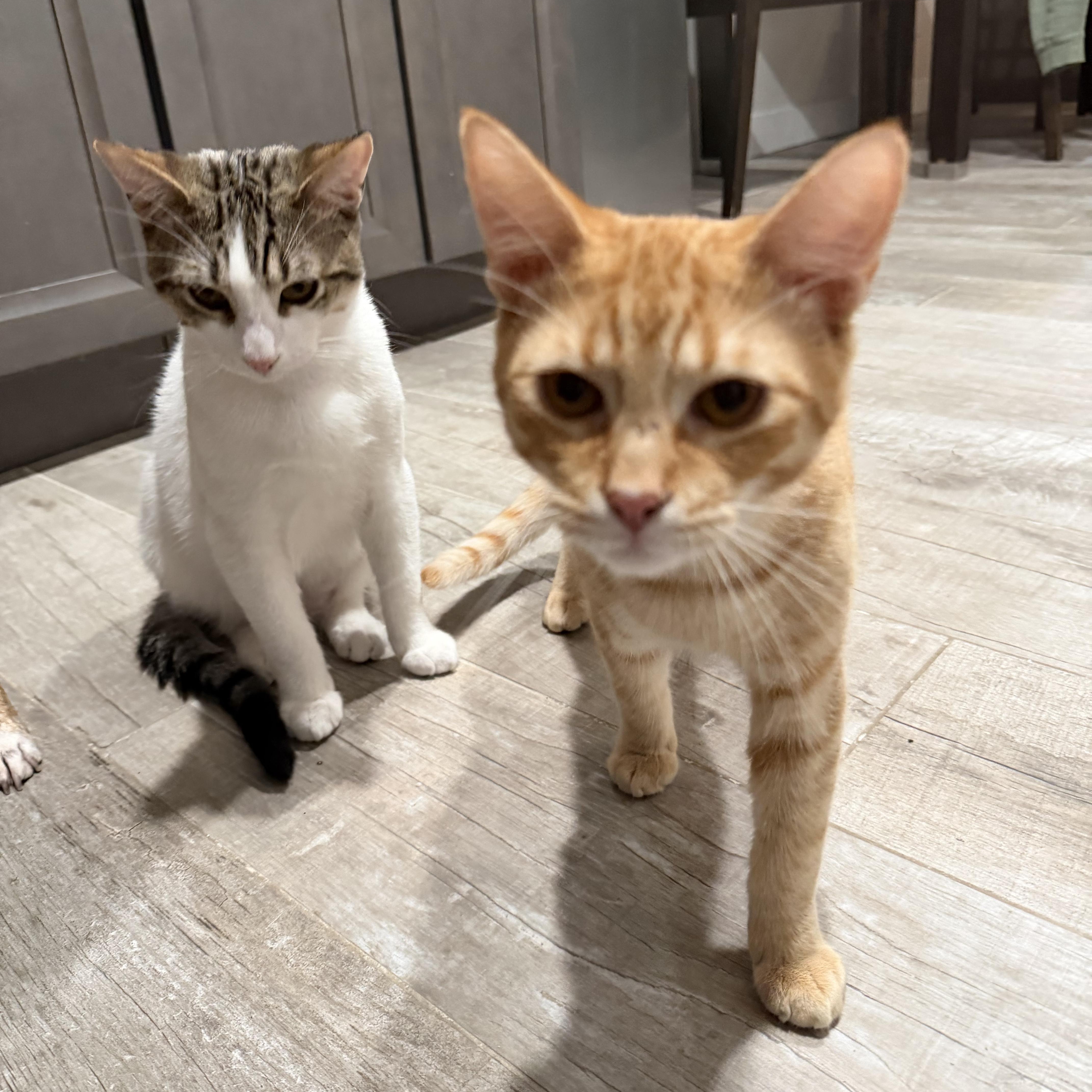 Enlarge Pepperpot, a ADOPTABLE Tabby in Los Angeles, CA image 6/6