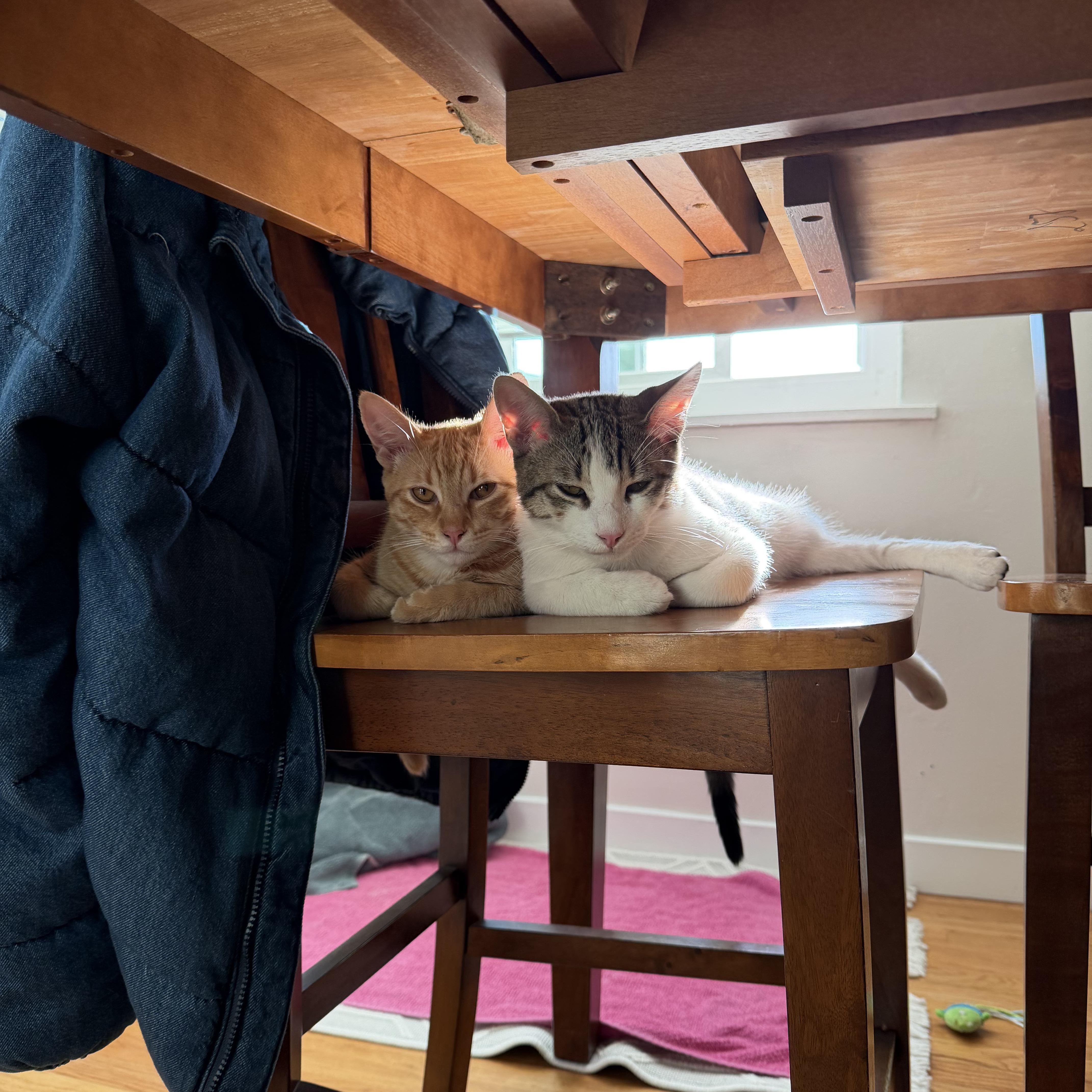 Enlarge Pepperpot, a ADOPTABLE Tabby in Los Angeles, CA image 5/6